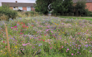 Wildflowers