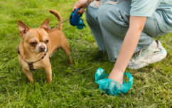 Owner Picking Up After Their Dog
