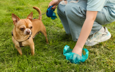 Owner Picking Up After Their Dog