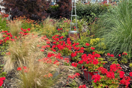 Paint the Town Red bed in the Heritage garden