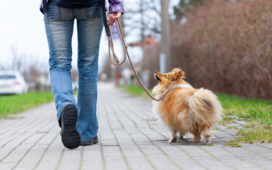 Dog on Lead