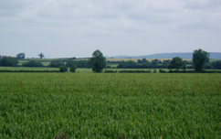 Melton Countryside